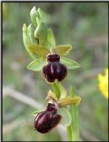 Ophrys passionis
